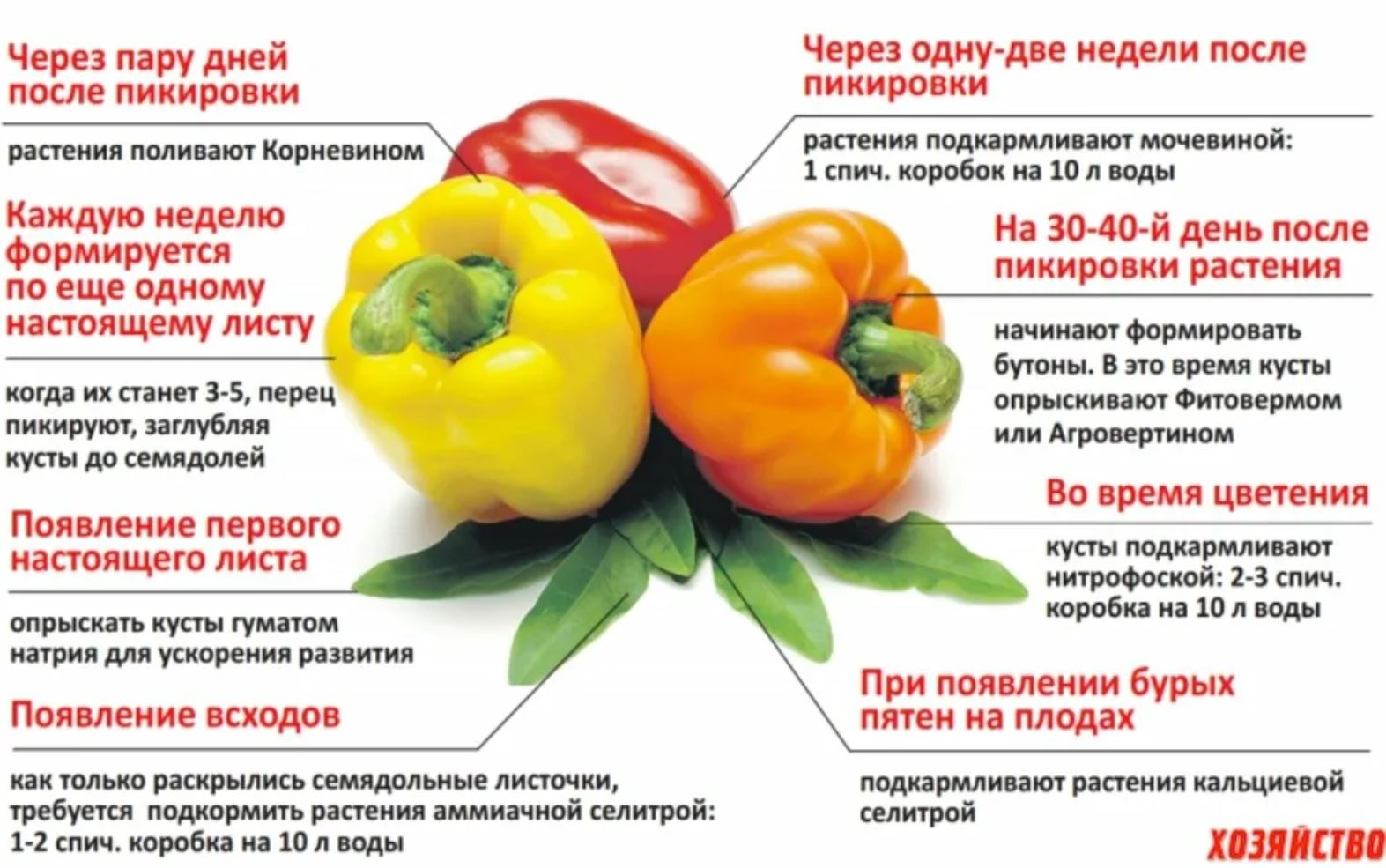 После чего сажать перец болгарский. Болгарский перец. Подкормка болгарского перца. Перец болгарский сорта. Схема подкормки перца.