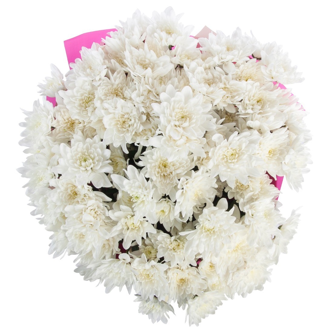 красивые белые хризантемы букет фото