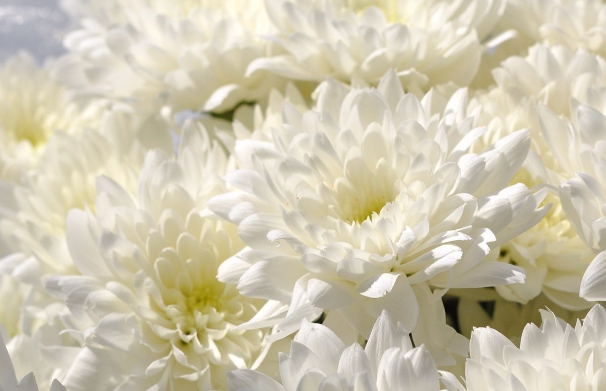 красивые белые хризантемы букет фото