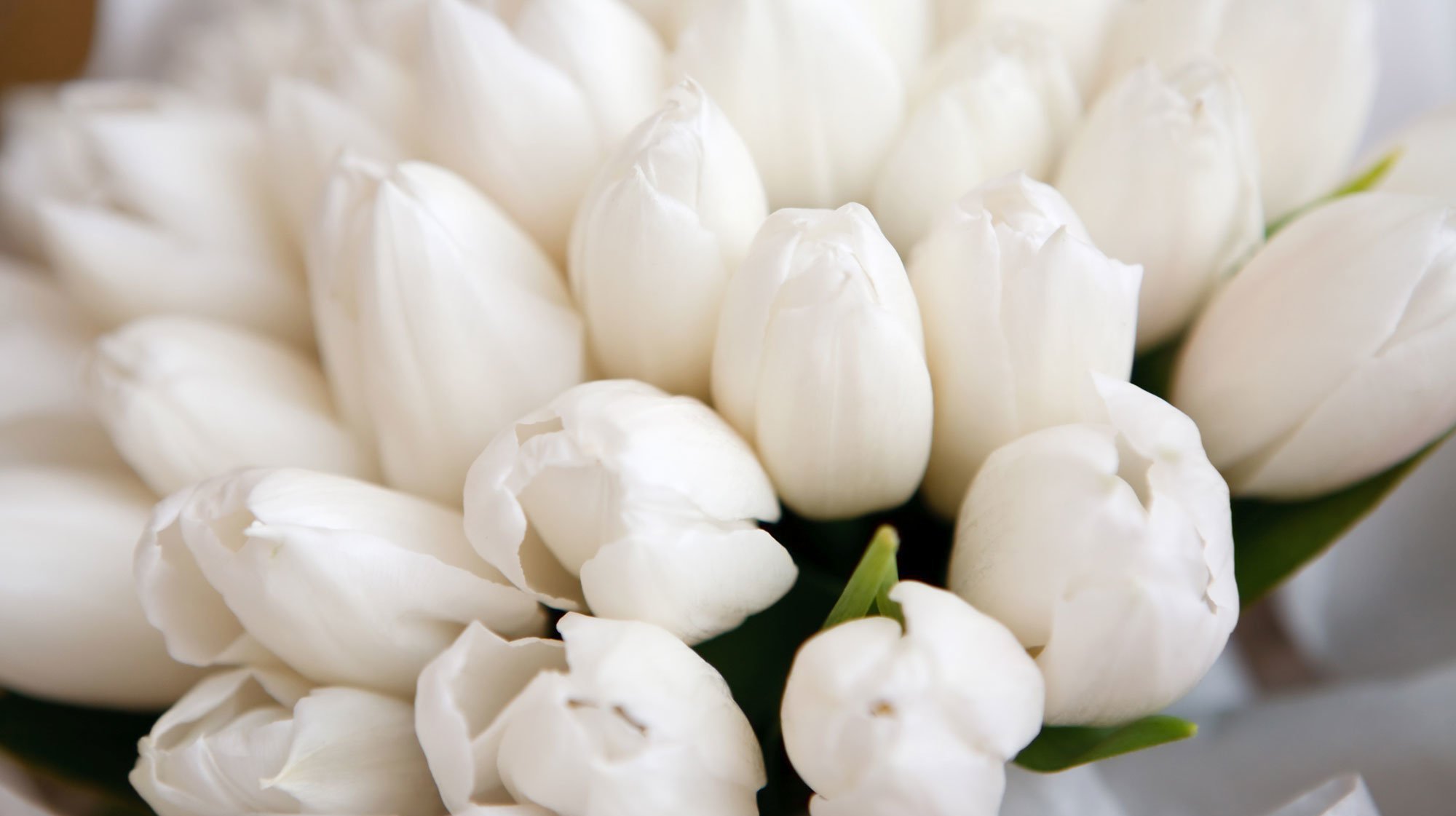Белые тюльпаны фото красивые картинки