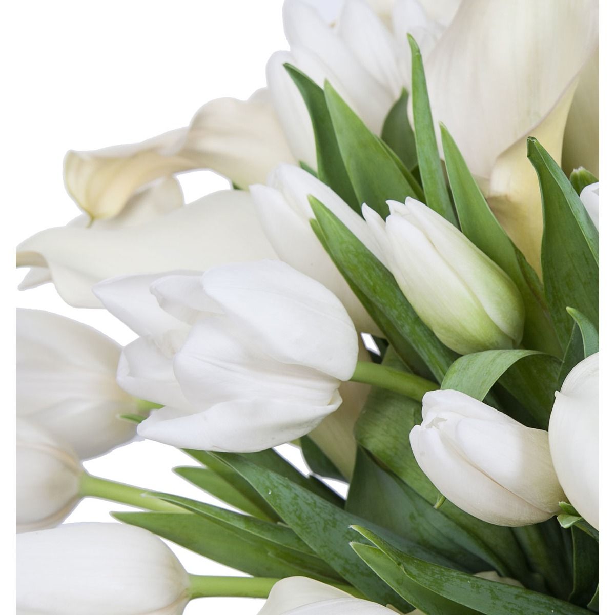 Белые открытые тюльпаны