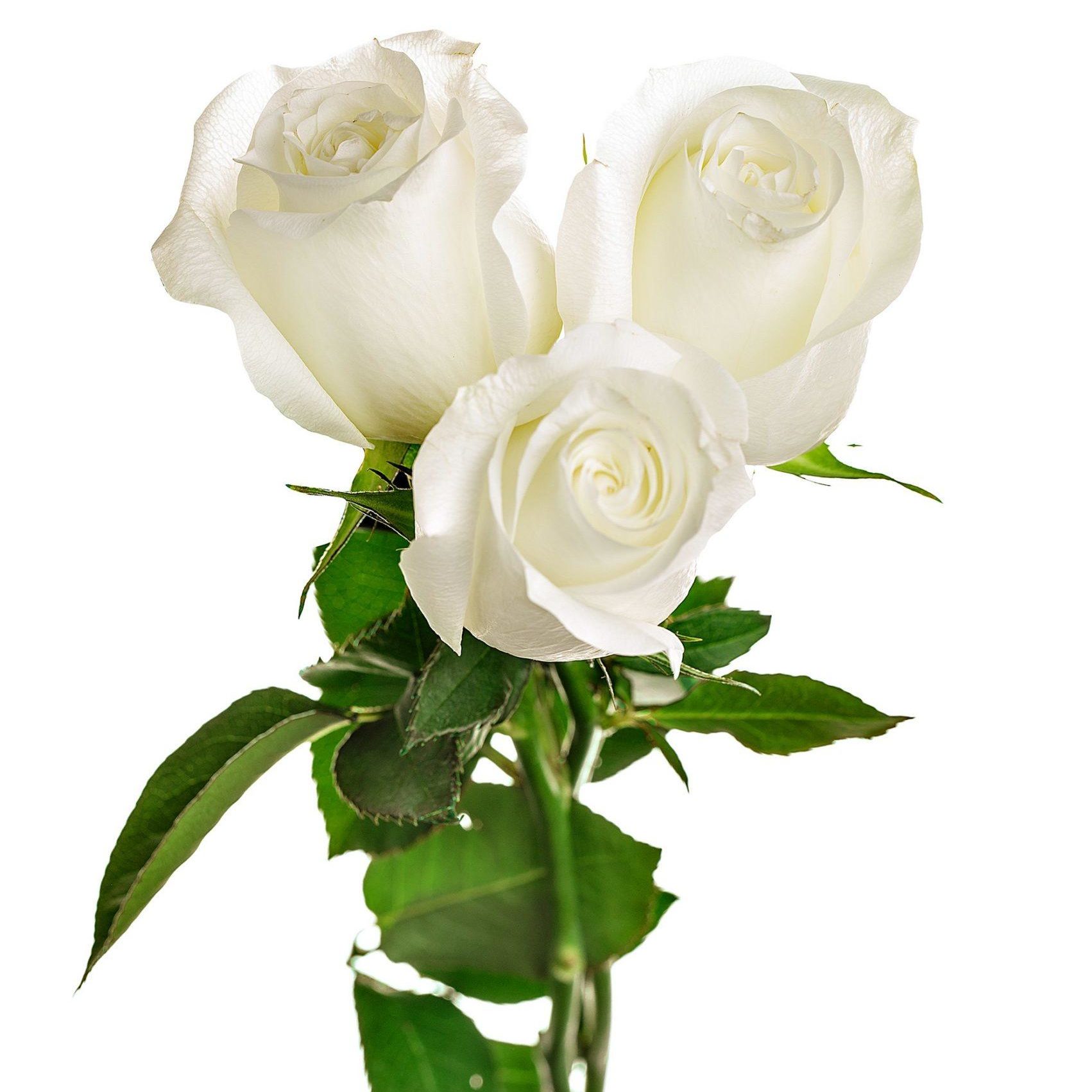 Сколько стоит купить 3 розы. Белые розы. @Belaia_Roza. Белый букет на прозрачном фоне. Белые росы.