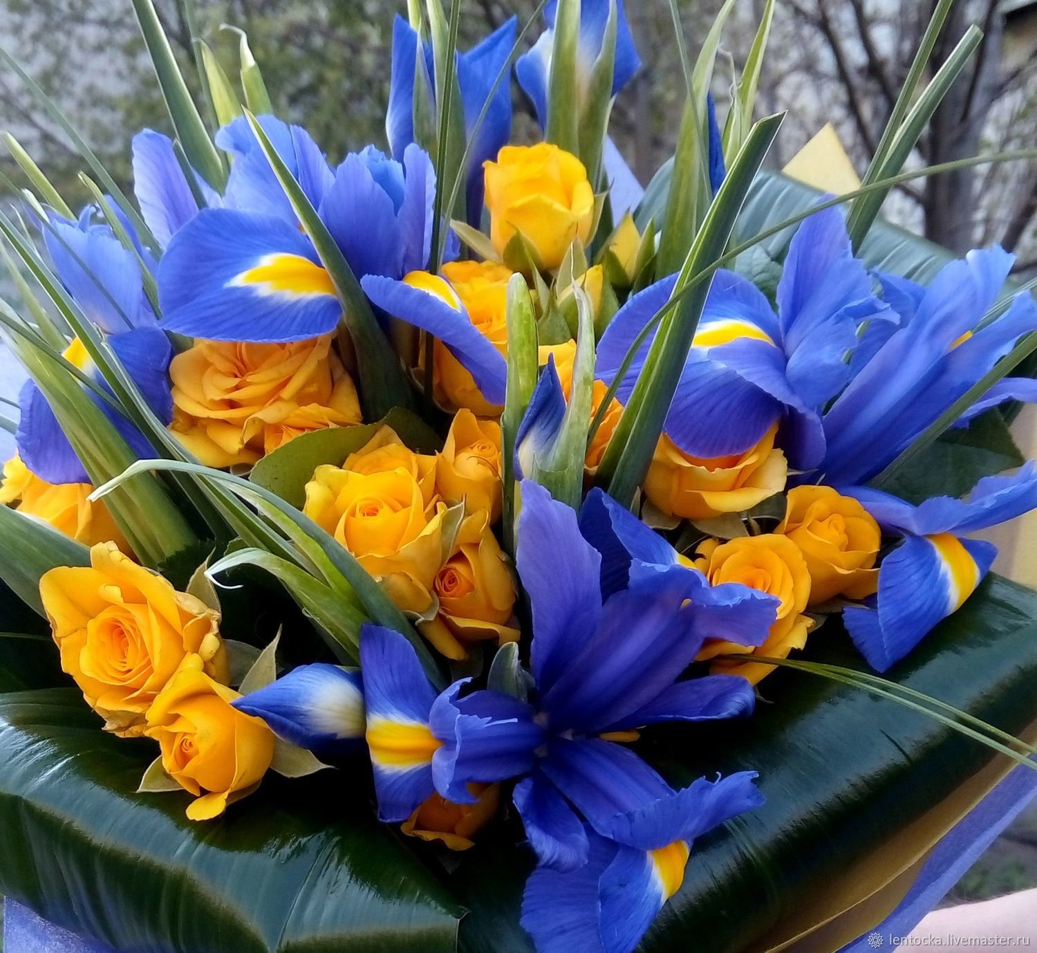 Фото ирисов цветов желтых и синих