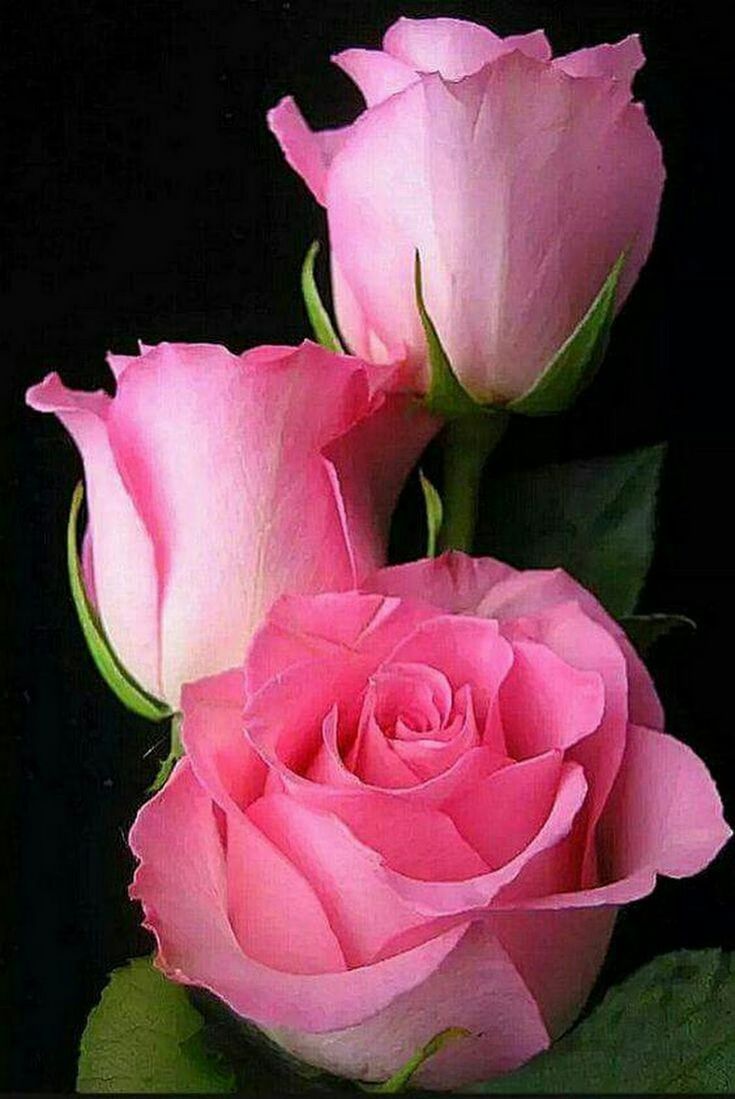 фото живых розовых роз