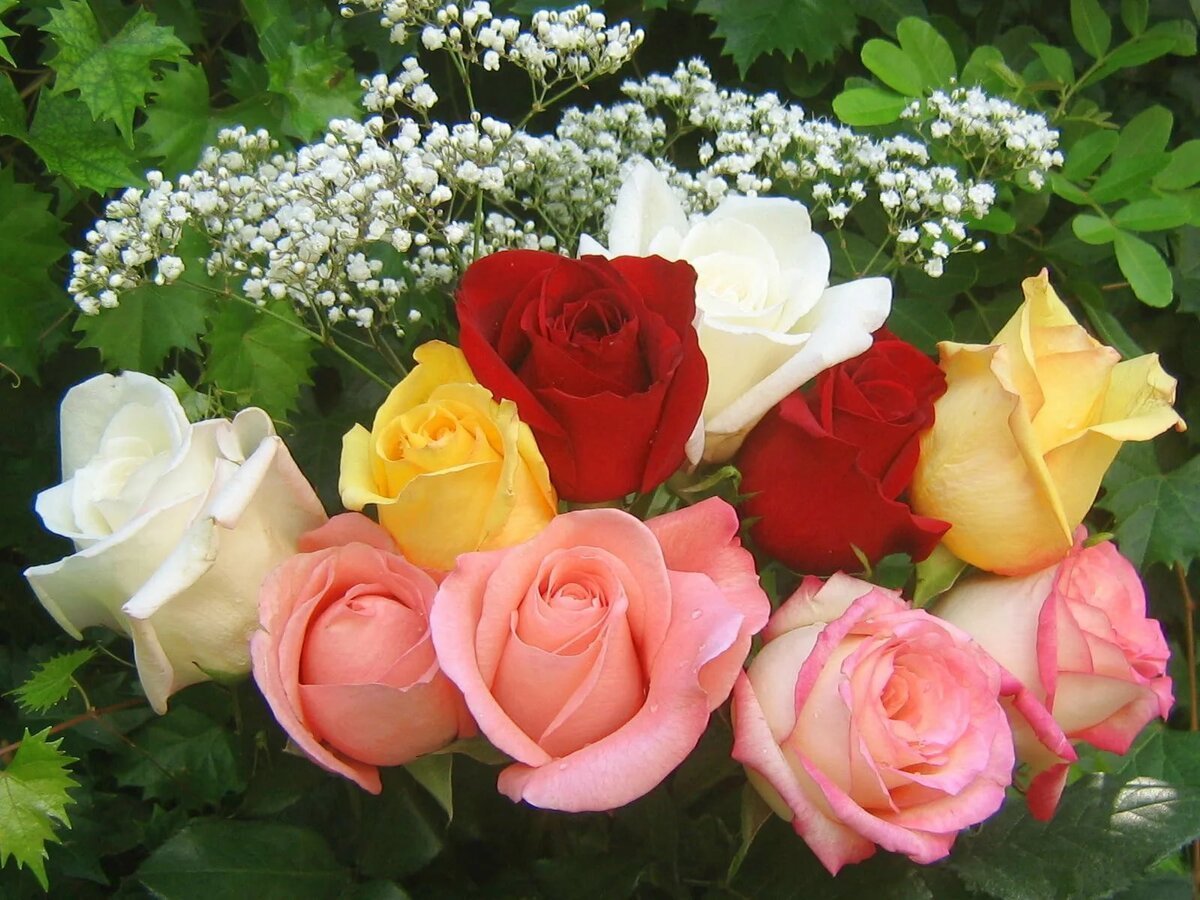 Живые цветы фото красивые розы