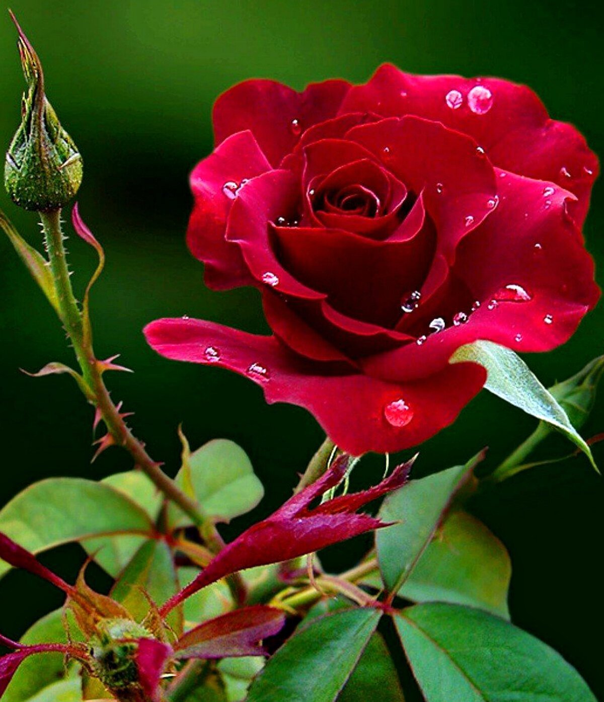 Красивая розы гиф. Красивые розы. Красные розы. Красивые живые цветы.