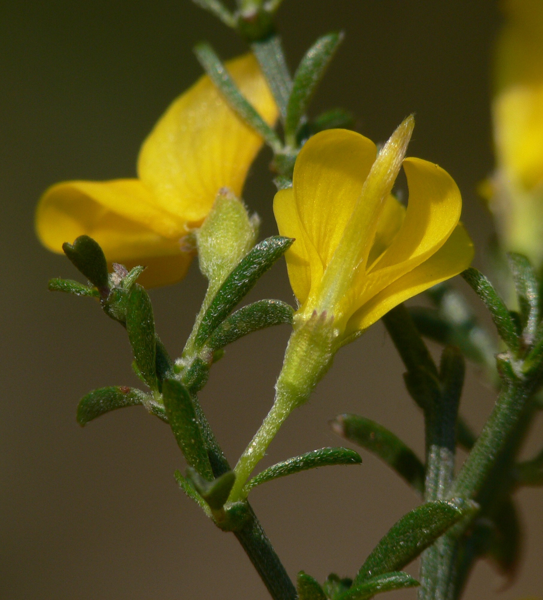 Genista pilosa