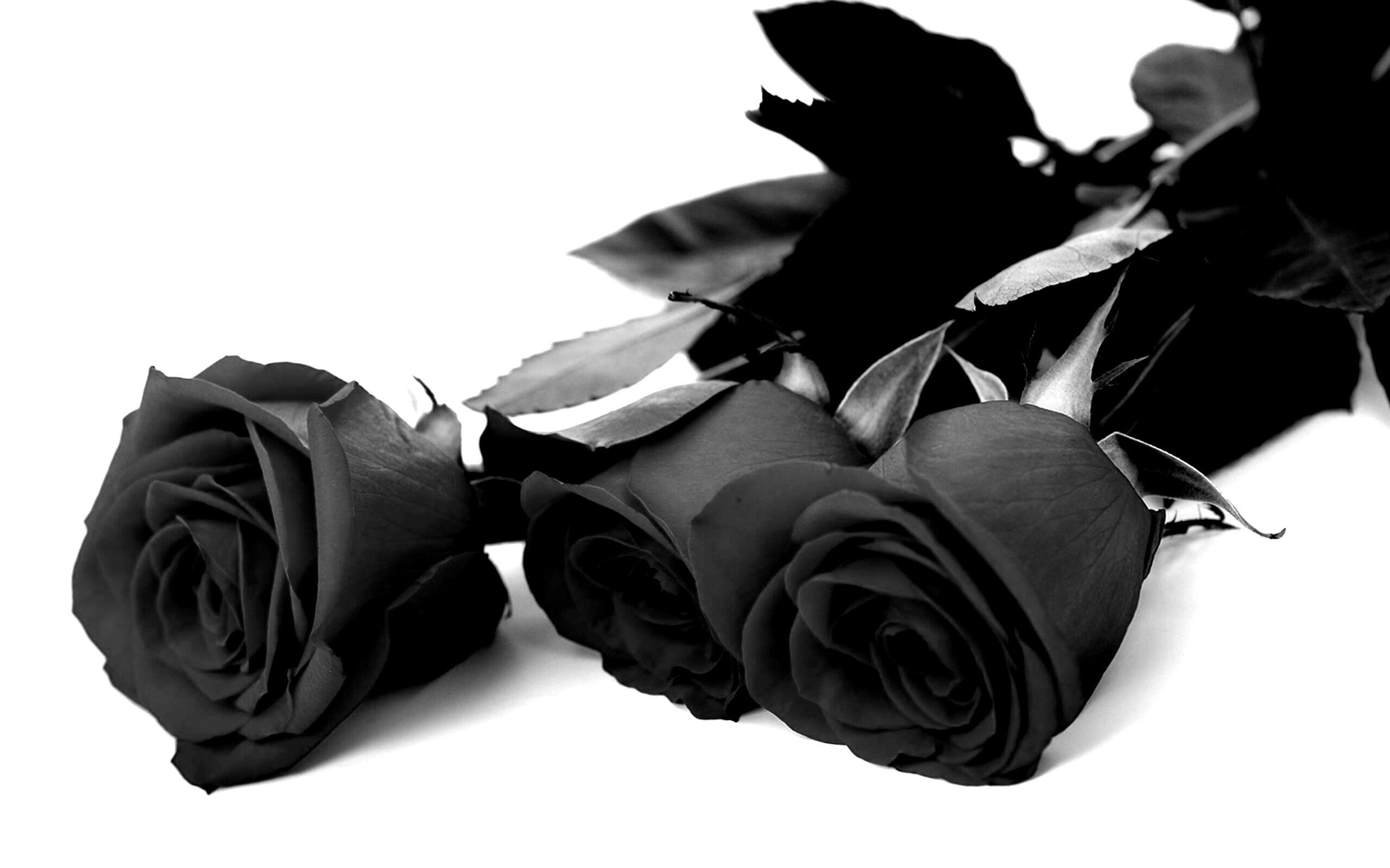 Обои Черные Розы