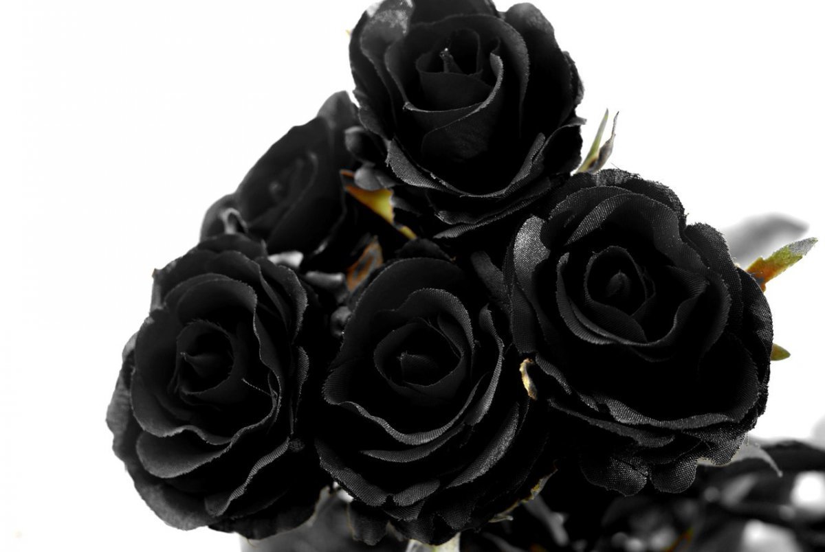 Черные фото с рисунком. Черные розы Халфети. Черные розы Халфети букет. Халфети Турция черные розы.