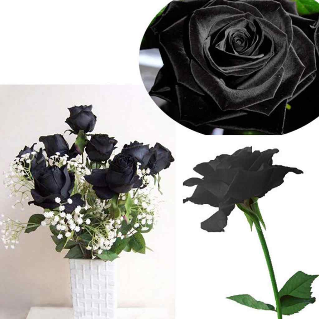 Где купить черные розы. Черные кустовые розы. Цветы гипсофилы черные. Букет черных роз.