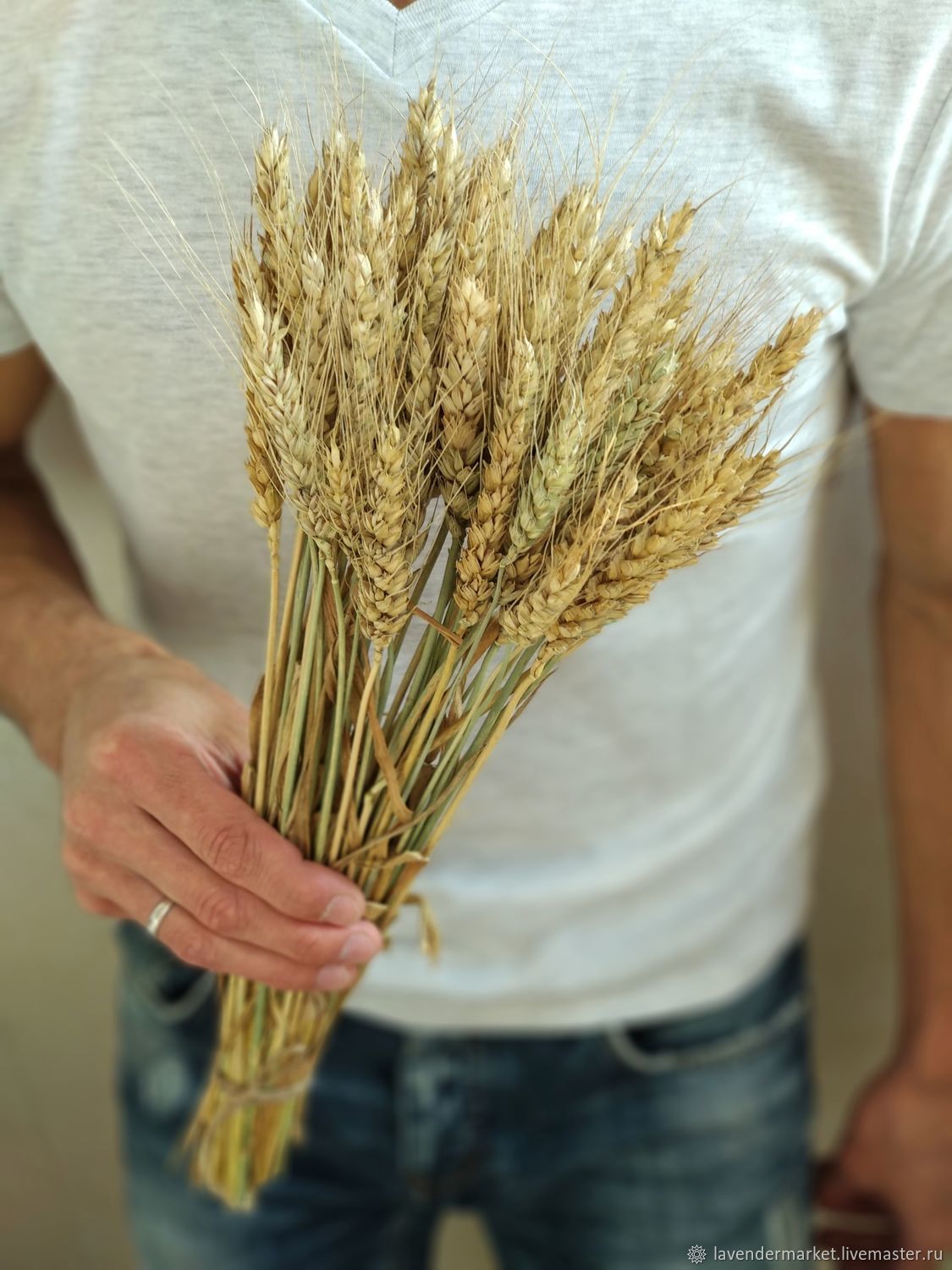 Колоски пшеницы сухоцвет