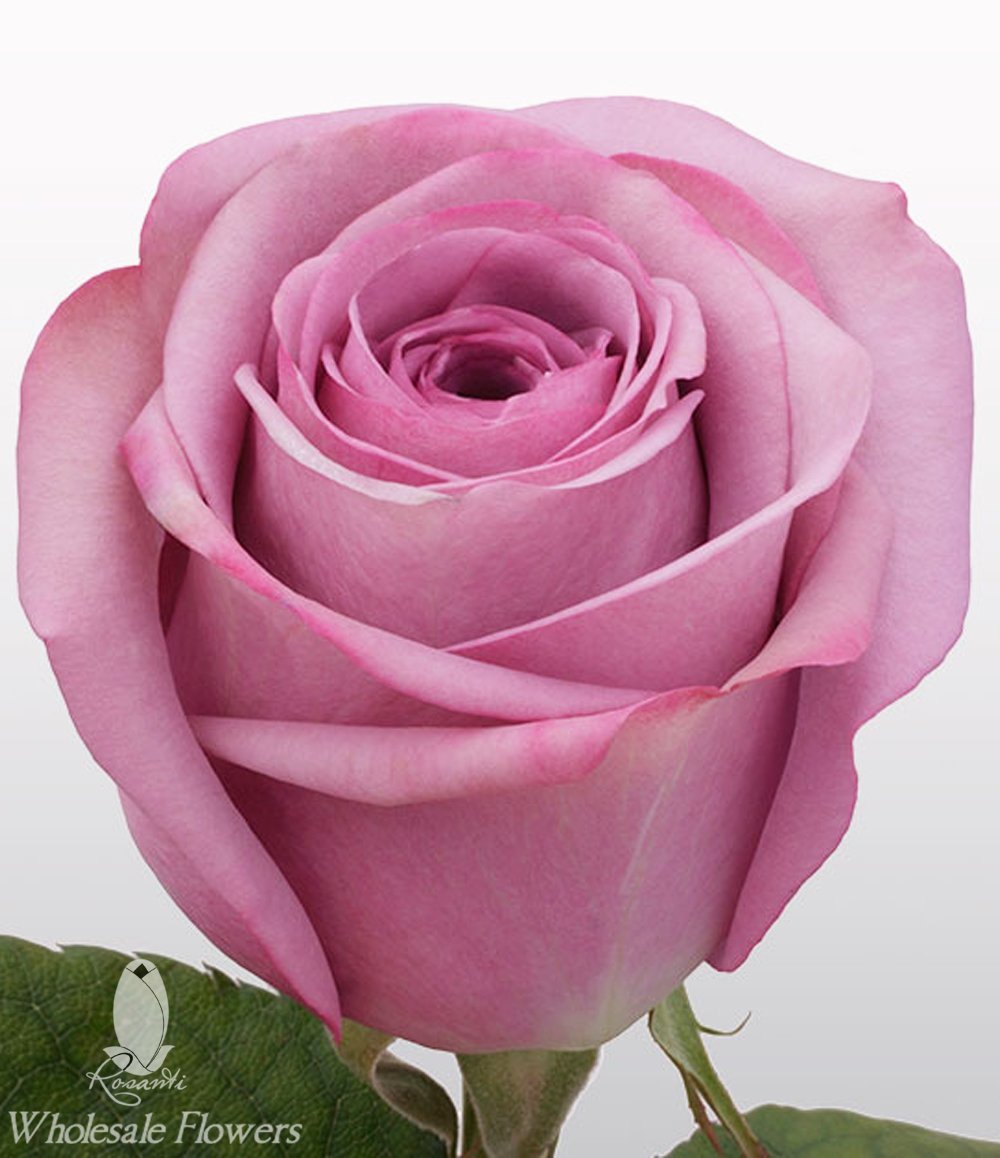 оушен сонг роза эквадор