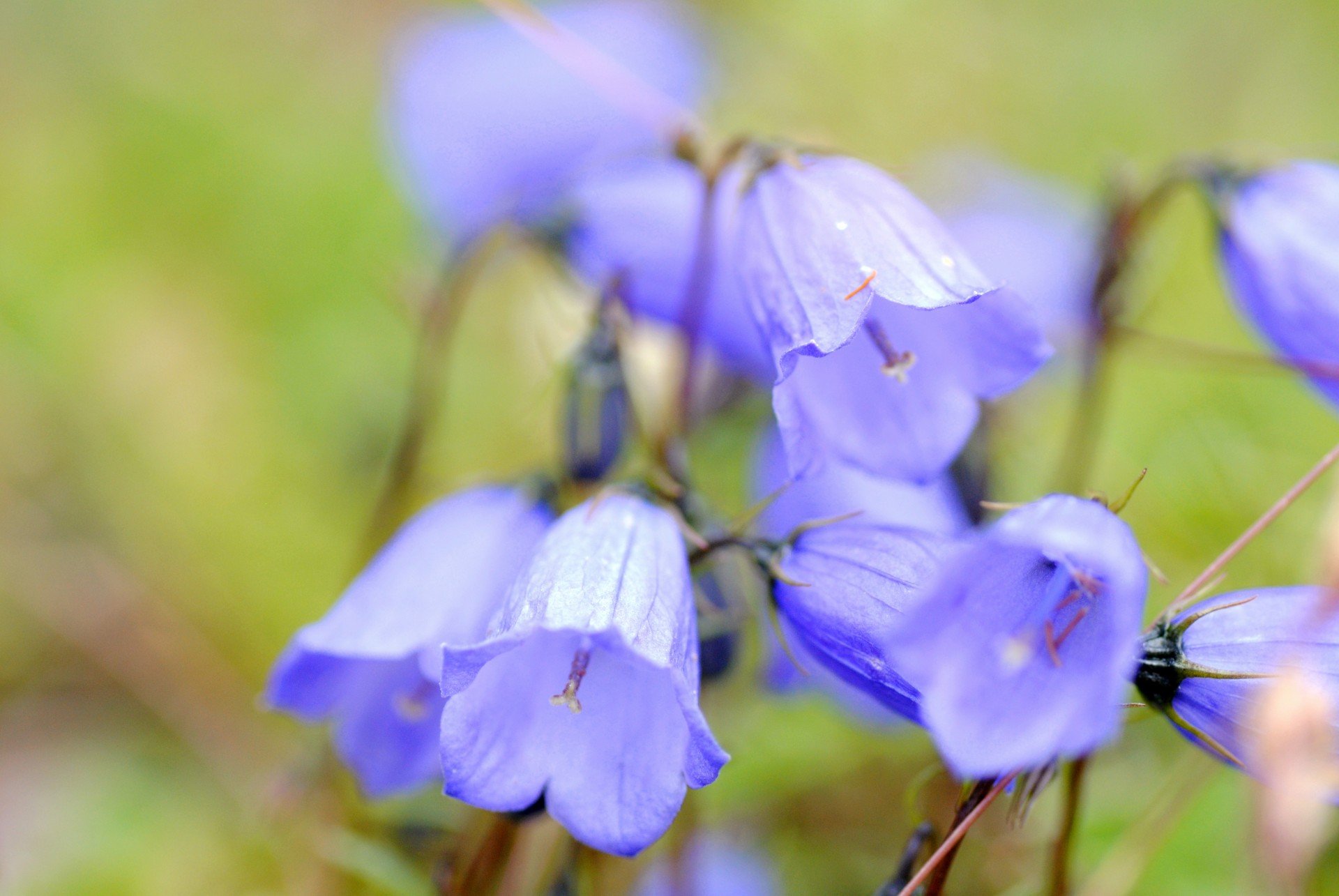 Луговой цветок с голубыми колокольчиками
