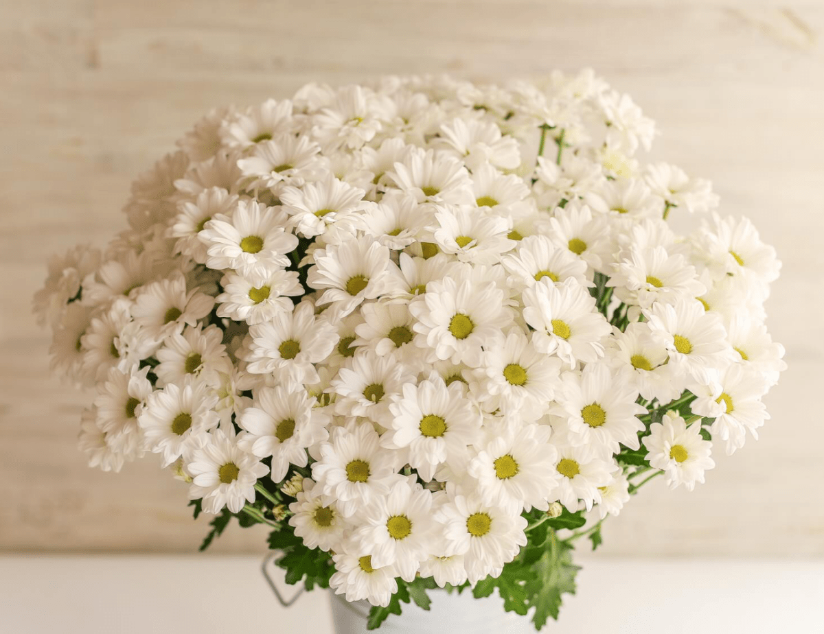 букет белых хризантем картинки красивые