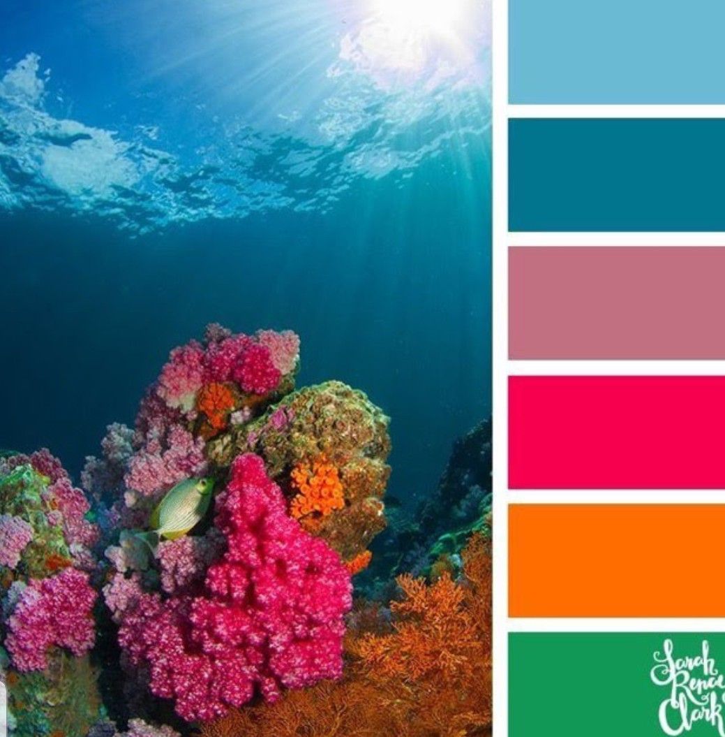 Корал цветовая палитра